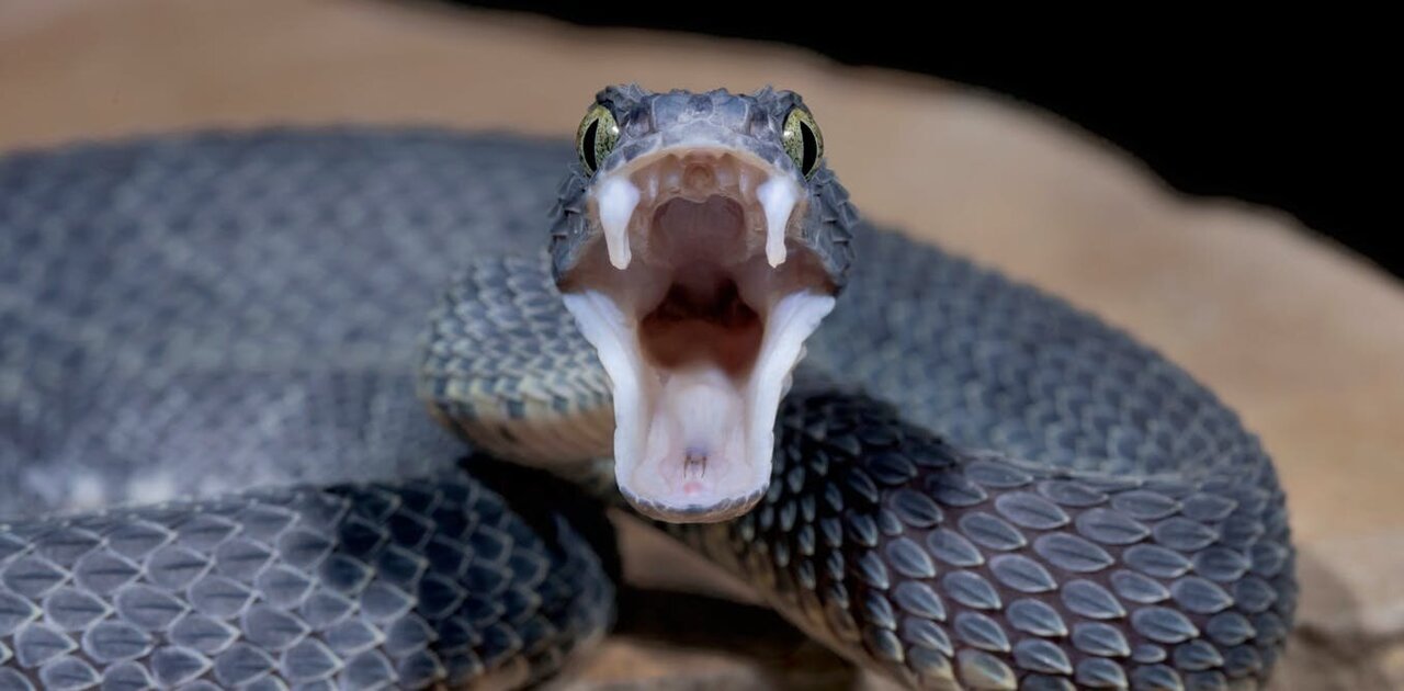 First WHO guidance on snakebite treatments published